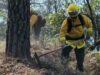Atienden siete incendios forestales activos en Guerrero