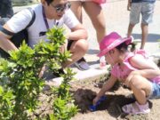 Parque Papagayo prepara megaoperativo de limpieza y reforestación con plantas de ornato